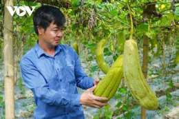 ảnh chụp màn hình sơ mướp hay xơ mướp